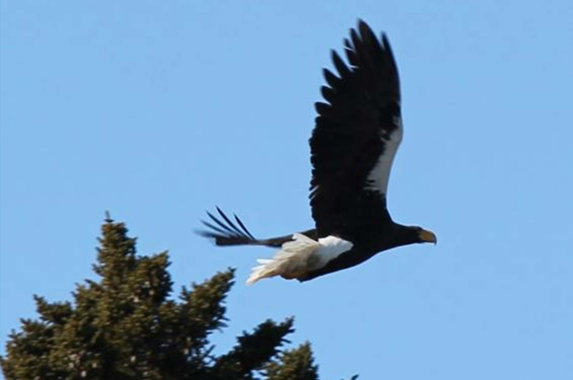 Eagle, Five Gables Inn, East Boothbay, Maine