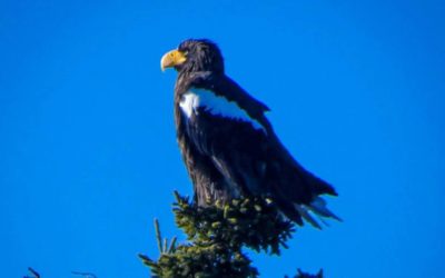 Steller’s Sea-Eagle Sighting in Boothbay Harbor, Maine