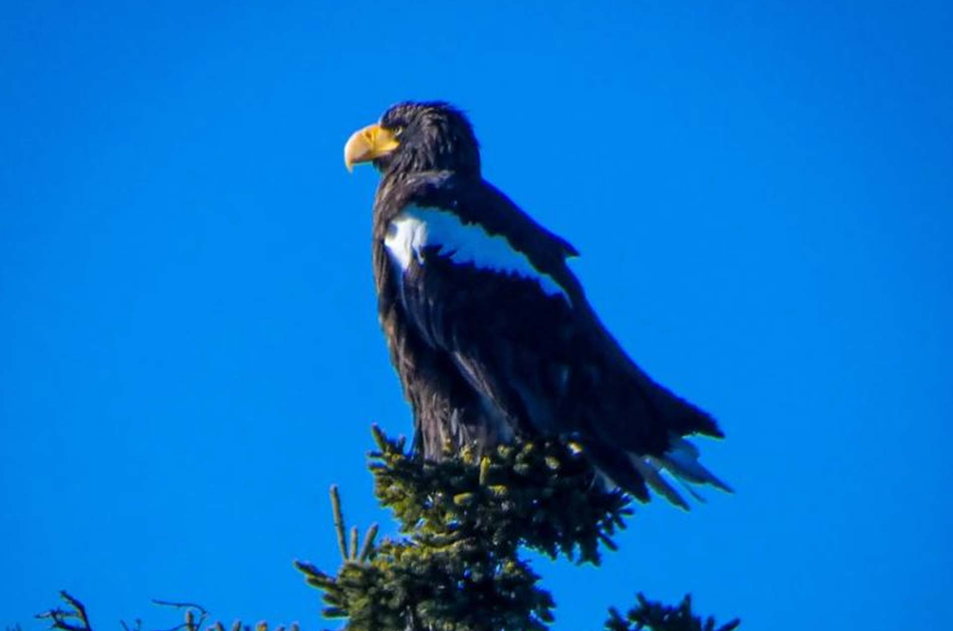 Steller's SeaEagle Sighting in Boothbay Harbor, Maine Five Gables Inn