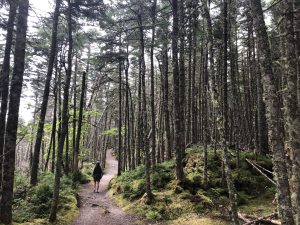 Forest Therapy Walk and Tea,