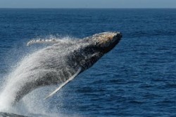Whale Image